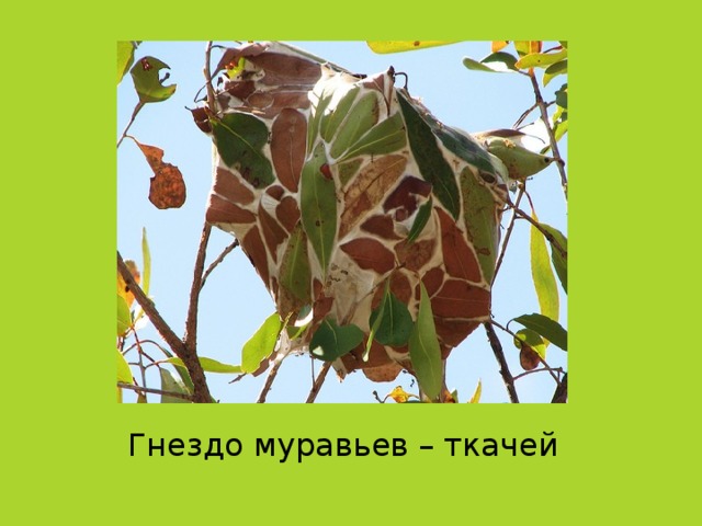 Гнездо муравьев – ткачей