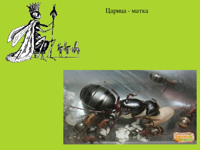 Царица - матка