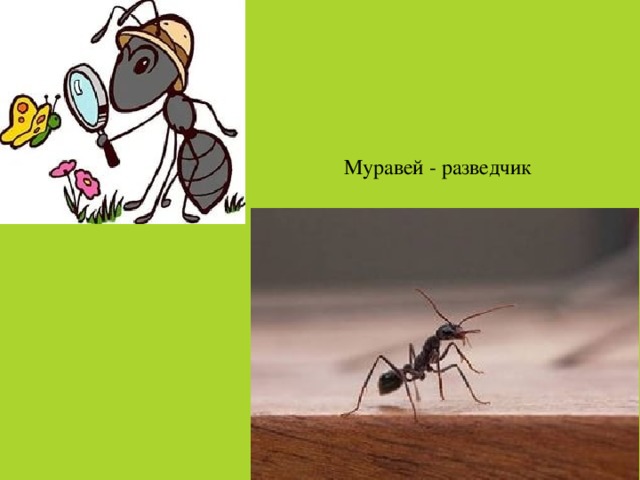 Муравей - разведчик