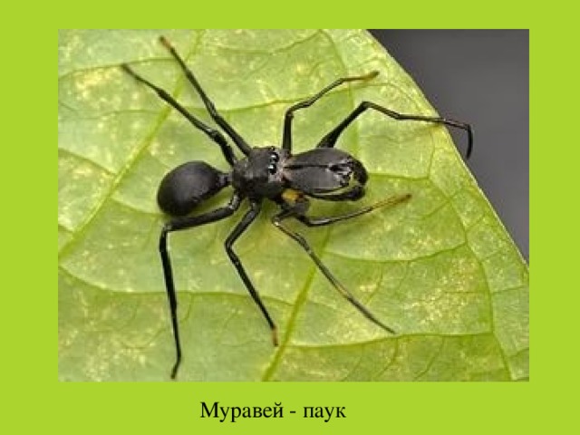 Муравей - паук