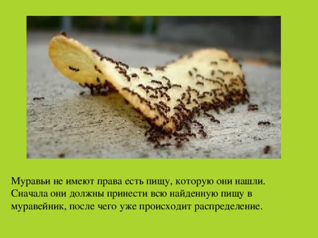 Муравьи не имеют права есть пищу, которую они нашли. Сначала они должны принести всю найденную пищу в муравейник, после чего уже происходит распределение. 
