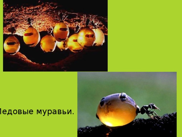 Медовые муравьи.