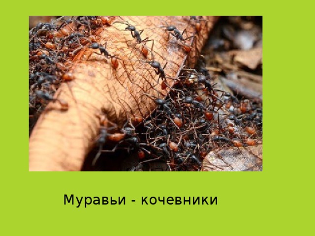 Муравьи - кочевники