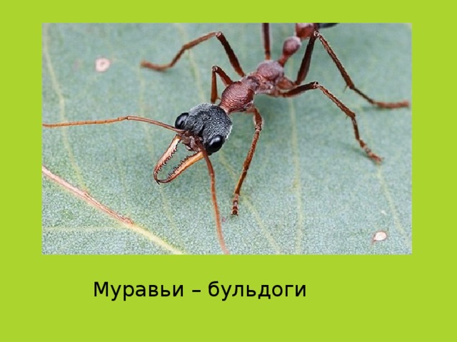 Муравьи – бульдоги