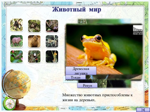 Древесная лягушка Копибара Тапир Ленивец Ягуар Тукан Колибри Анаконда. Ревун Множество животных приспособлены к жизни на деревьях. 