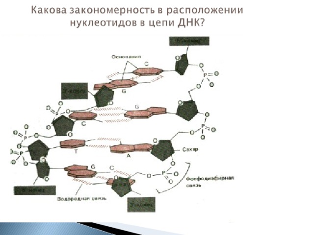 Нуклеиновые кислоты презентация 10 класс химия