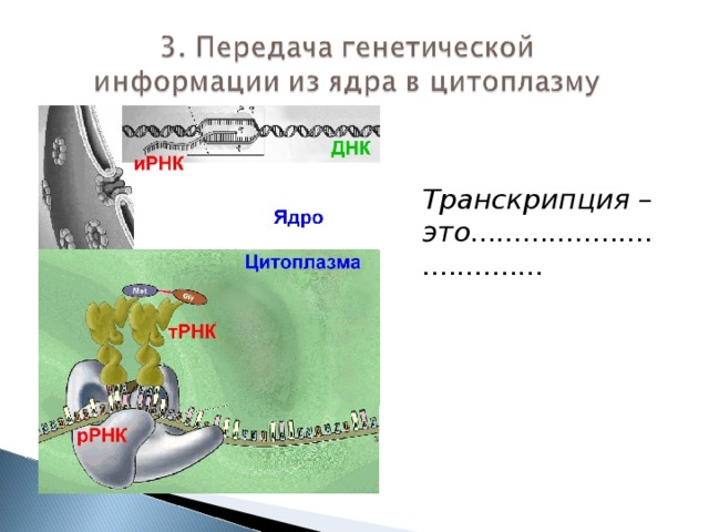Транскрипция – это................................... 