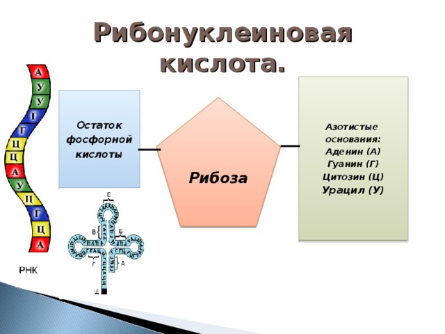 Рибонуклеиновая кислота. Азотистые основания: Аденин (А) Гуанин (Г) Цитозин (Ц) Урацил (У) Остаток фосфорной кислоты Рибоза 