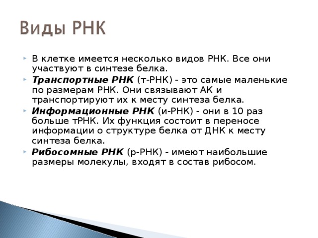 В клетке имеется несколько видов РНК. Все они участвуют в синтезе белка. Транспортные РНК (т-РНК) - это самые маленькие по размерам РНК. Они связывают АК и транспортируют их к месту синтеза белка. Информационные РНК (и-РНК) - они в 10 раз больше тРНК. Их функция состоит в переносе информации о структуре белка от ДНК к месту синтеза белка. Рибосомные РНК (р-РНК) - имеют наибольшие размеры молекулы, входят в состав рибосом. 