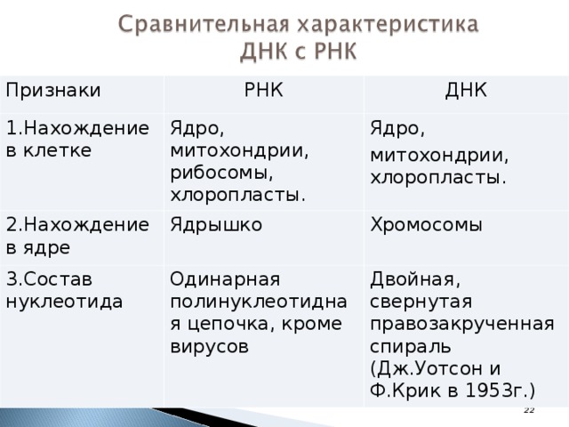 Признаки РНК 1.Нахождение в клетке ДНК Ядро, митохондрии, рибосомы, хлоропласты. 2.Нахождение в ядре Ядро, митохондрии, хлоропласты. Ядрышко 3.Состав нуклеотида Хромосомы Одинарная полинуклеотидная цепочка, кроме вирусов Двойная, свернутая правозакрученная спираль (Дж.Уотсон и Ф.Крик в 1953г.)  