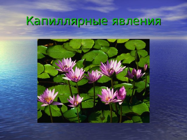 Капиллярные явления