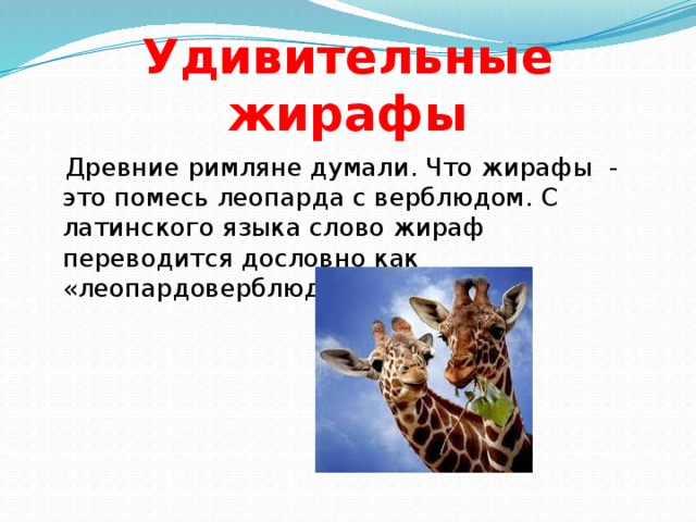 Удивительные жирафы  Древние римляне думали. Что жирафы - это помесь леопарда с верблюдом. С латинского языка слово жираф переводится дословно как «леопардоверблюд». 