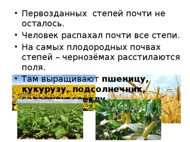 Первозданных степей почти не осталось. Человек распахал почти все степи. На самых плодородных почвах степей – чернозёмах расстилаются поля. Там выращивают пшеницу, кукурузу, подсолнечник, сахарную свёклу . 
