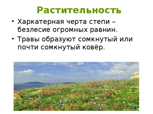 Растительность Харкатерная черта степи – безлесие огромных равнин. Травы образуют сомкнутый или почти сомкнутый ковёр. 