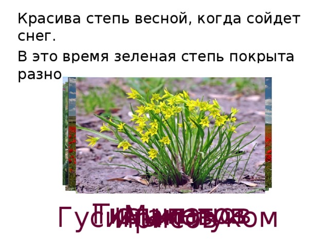 Красива степь весной, когда сойдет снег.  В это время зеленая степь покрыта разноцветными огоньками Тюльпанов Гиацинтов Маков Гусиным луком Ирисов 