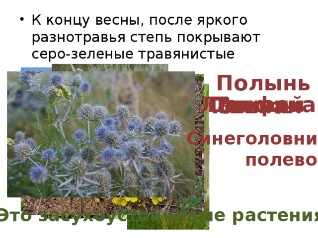 К концу весны, после яркого разнотравья степь покрывают серо-зеленые травянистые растения Полынь Лапчатка Тимьян Шалфей Типчак Ковыль Синеголовник полевой Это засухоустойчивые растения 