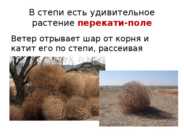В степи есть удивительное растение перекати-поле Ветер отрывает шар от корня и катит его по степи, рассеивая семена. 
