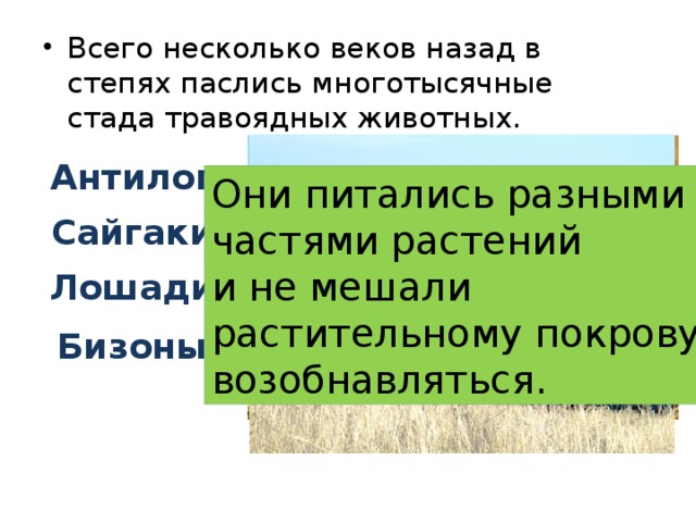 Всего несколько веков назад в степях паслись многотысячные стада травоядных животных. Антилопы Они питались разными частями растений и не мешали растительному покрову возобнавляться. Сайгаки Лошади Бизоны 