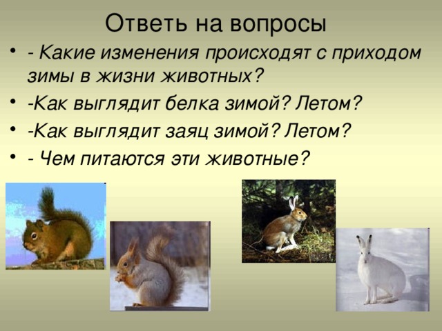 Ответь на вопросы - Какие изменения происходят с приходом зимы в жизни животных? -Как выглядит белка зимой? Летом? -Как выглядит заяц зимой? Летом? - Чем питаются эти животные? 