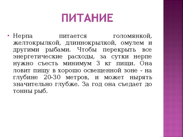 Нерпа питается голомянкой, желтокрылкой, длиннокрылкой, омулем и другими рыбами. Чтобы перекрыть все энергетические расходы, за сутки нерпе нужно съесть минимум 3 кг пищи. Она ловит пищу в хорошо освещенной зоне - на глубине 20-30 метров, и может нырять значительно глубже. За год она съедает до тонны рыб. 