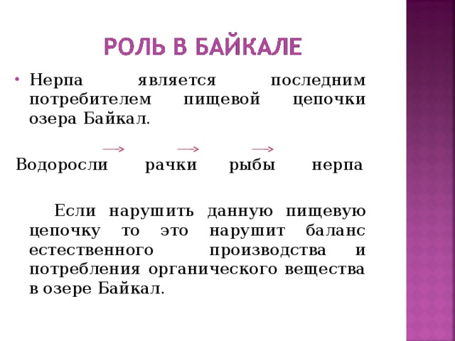 Нерпа является последним потребителем пищевой цепочки озера Байкал. Водоросли рачки рыбы нерпа  Если нарушить данную пищевую цепочку то это нарушит баланс естественного производства и потребления органического вещества в озере Байкал. 