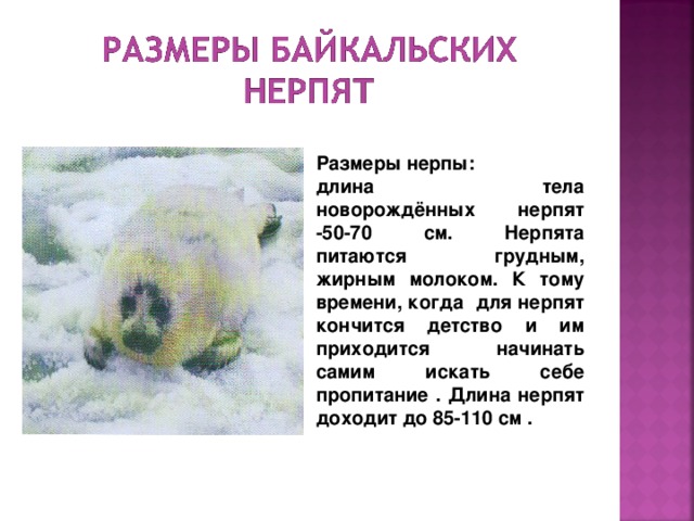 Размеры нерпы: длина тела новорождённых нерпят -50-70 см. Нерпята питаются грудным, жирным молоком. К тому времени, когда для нерпят кончится детство и им приходится начинать самим искать себе пропитание . Длина нерпят доходит до 85-110 см . 