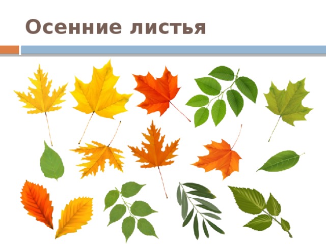 Осенние листья 