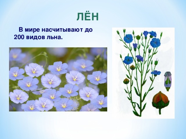 ЛЁН  В мире насчитывают до 200 видов льна. 14