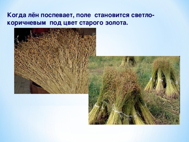 Когда лён поспевает, поле становится светло-коричневым под цвет старого золота. 14