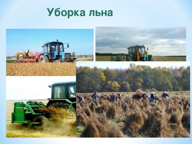 Уборка льна 14