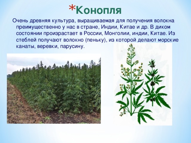 Конопля