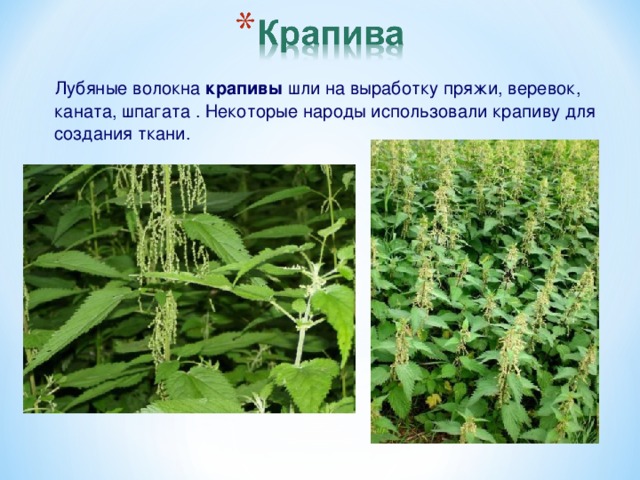 Лубяные волокна крапивы шли на выработку пряжи, веревок, каната, шпагата . Некоторые народы использовали крапиву для создания ткани.