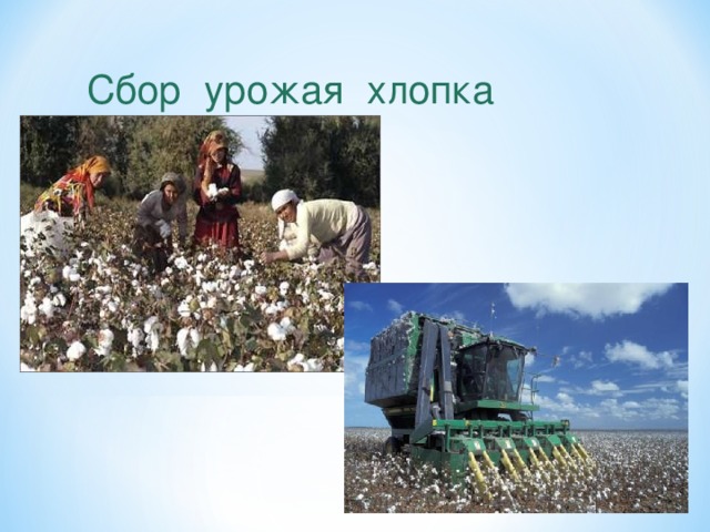 Сбор урожая хлопка 3