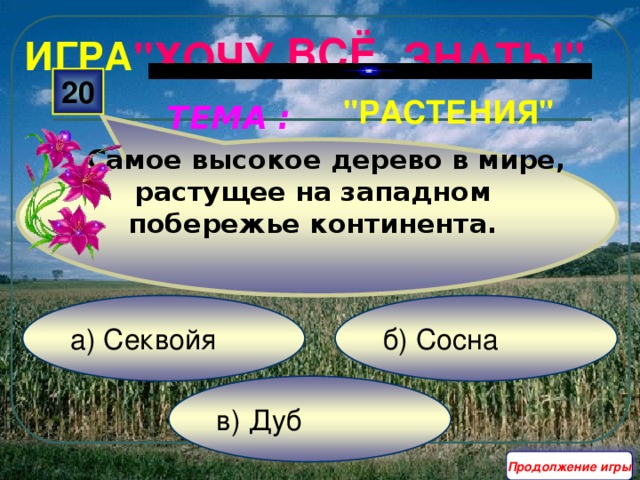  Самое высокое дерево в мире, растущее на западном побережье континента. ВСЁ ИГРА 