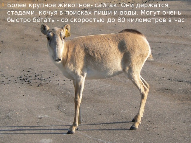 Более крупное животное- сайгак. Они держатся стадами, кочуя в поисках пищи и воды. Могут очень быстро бегать - со скоростью до 80 километров в час! 