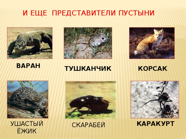 И ЕЩЕ ПРЕДСТАВИТЕЛИ ПУСТЫНИ ВАРАН ТУШКАНЧИК КОРСАК УШАСТЫЙ  ЁЖИК КАРАКУРТ СКАРАБЕЙ 
