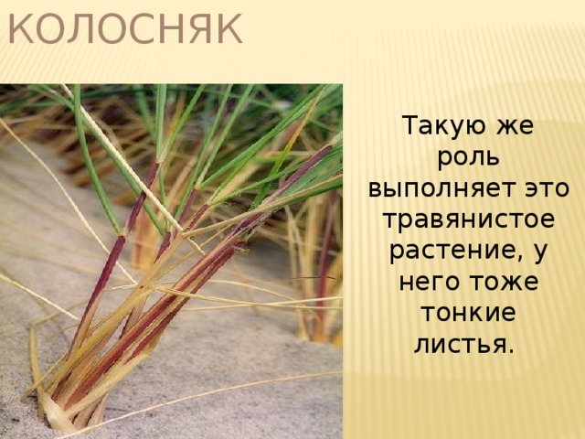 Колосняк Такую же роль выполняет это травянистое растение, у него тоже тонкие листья. 