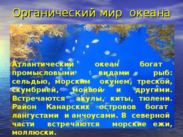 Органический мир океана Атлантический океан богат промысловыми видами рыб: сельдью, морским окунем, треской, скумбрией, мойвой и другими. Встречаются акулы, киты, тюлени. Район Канарских островов богат лангустами и анчоусами. В северной части встречаются морские ежи, моллюски.
