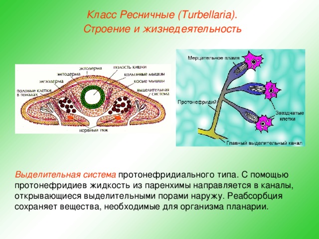 Класс Ресничные (Turbellaria). Строение и жизнедеятельность Выделительная система протонефридиального типа. С помощью протонефридиев жидкость из паренхимы направляется в каналы, открывающиеся выделительными порами наружу. Реабсорбция сохраняет вещества, необходимые для организма планарии.  