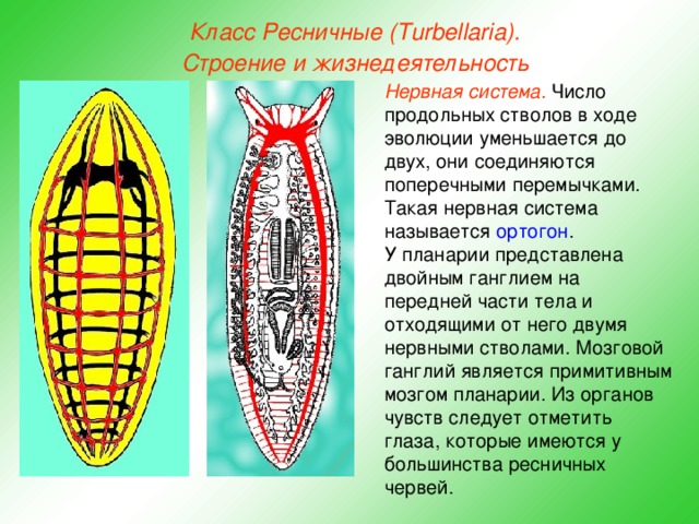 Класс Ресничные (Turbellaria). Строение и жизнедеятельность Нервная система. Число продольных стволов в ходе эволюции уменьшается до двух, они соединяются поперечными перемычками. Такая нервная система называется ортогон . У планарии представлена двойным ганглием на передней части тела и отходящими от него двумя нервными стволами. Мозговой ганглий является примитивным мозгом планарии. Из органов чувств следует отметить глаза, которые имеются у большинства ресничных червей.  