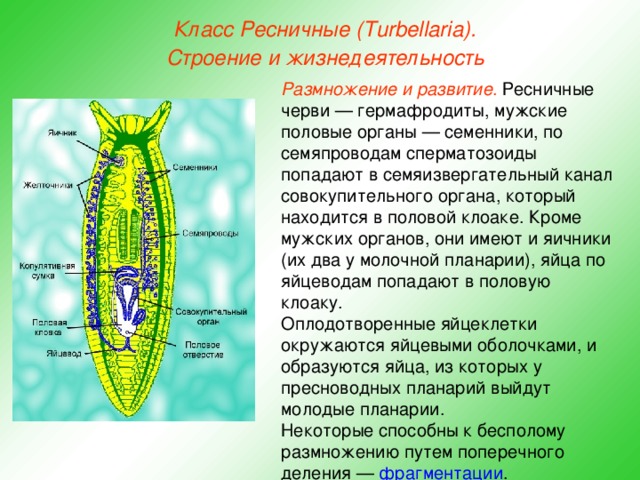 Класс Ресничные (Turbellaria). Строение и жизнедеятельность Размножение и развитие . Ресничные черви — гермафродиты, мужские половые органы — семенники, по семяпроводам сперматозоиды попадают в семяизвергательный канал совокупительного органа, который находится в половой клоаке. Кроме мужских органов, они имеют и яичники (их два у молочной планарии), яйца по яйцеводам попадают в половую клоаку. Оплодотворенные яйцеклетки окружаются яйцевыми оболочками, и образуются яйца, из которых у пресноводных планарий выйдут молодые планарии. Некоторые способны к бесполому размножению путем поперечного деления — фрагментации .  