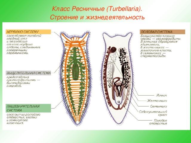 Класс Ресничные (Turbellaria). Строение и жизнедеятельность  