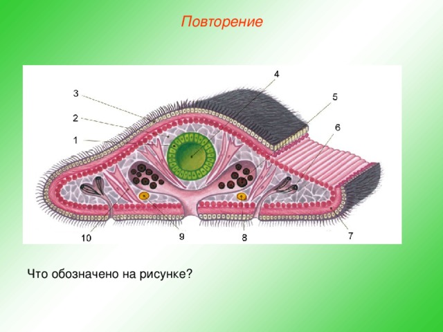 Повторение Что обозначено на рисунке? 