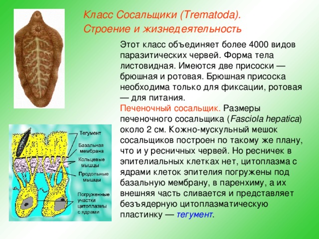 Класс Сосальщики (Trematoda). Строение и жизнедеятельность Этот класс объединяет более 4000 видов паразитических червей. Форма тела листовидная. Имеются две присоски — брюшная и ротовая. Брюшная присоска необходима только для фиксации, ротовая — для питания. Печеночный сосальщик. Размеры печеночного сосальщика ( Fasciola hepatica ) около 2 см. Кожно-мускульный мешок сосальщиков построен по такому же плану, что и у ресничных червей. Но ресничек в эпителиальных клетках нет, цитоплазма с ядрами клеток эпителия погружены под базальную мембрану, в паренхиму, а их внешняя часть сливается и представляет безъядерную цитоплазматическую пластинку — тегумент .  