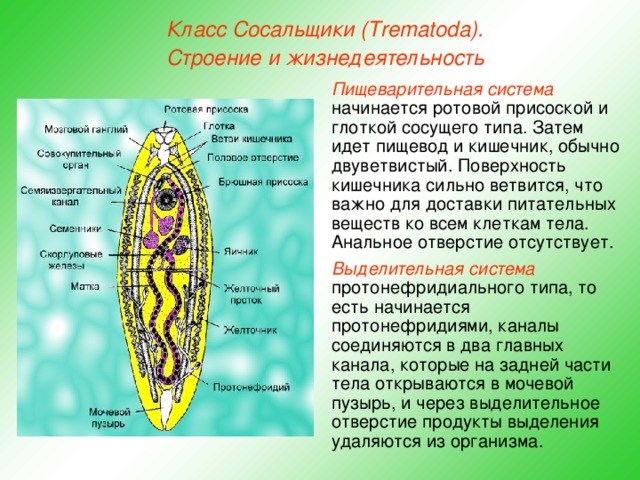 Класс Сосальщики (Trematoda). Строение и жизнедеятельность Пищеварительная система начинается ротовой присоской и глоткой сосущего типа. Затем идет пищевод и кишечник, обычно двуветвистый. Поверхность кишечника сильно ветвится, что важно для доставки питательных веществ ко всем клеткам тела. Анальное отверстие отсутствует. Выделительная система протонефридиального типа, то есть начинается протонефридиями, каналы соединяются в два главных канала, которые на задней части тела открываются в мочевой пузырь, и через выделительное отверстие продукты выделения удаляются из организма.  