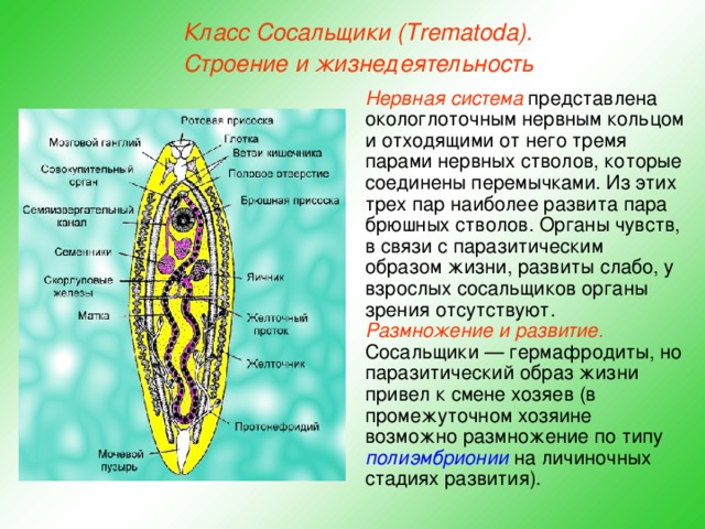 Класс Сосальщики (Trematoda). Строение и жизнедеятельность Нервная система представлена окологлоточным нервным кольцом и отходящими от него тремя парами нервных стволов, которые соединены перемычками. Из этих трех пар наиболее развита пара брюшных стволов. Органы чувств, в связи с паразитическим образом жизни, развиты слабо, у взрослых сосальщиков органы зрения отсутствуют. Размножение и развитие . Сосальщики — гермафродиты, но паразитический образ жизни привел к смене хозяев (в промежуточном хозяине возможно размножение по типу полиэмбрионии на личиночных стадиях развития).  