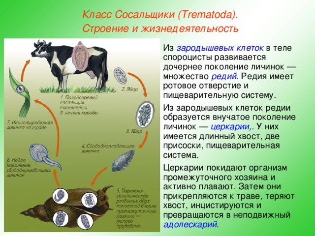 Класс Сосальщики (Trematoda). Строение и жизнедеятельность Из зародышевых  клеток в теле спороцисты развивается дочернее поколение личинок — множество редий . Редия имеет ротовое отверстие и пищеварительную систему. Из зародышевых клеток редии образуется внучатое поколение личинок — церкарии, . У них имеется длинный хвост, две присоски, пищеварительная система. Церкарии покидают организм промежуточного хозяина и активно плавают. Затем они прикрепляются к траве, теряют хвост, инцистируются и превращаются в неподвижный адолескарий .  