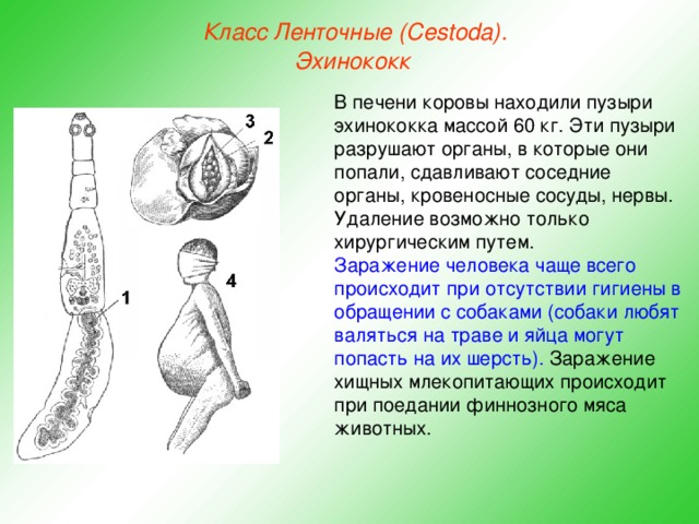 Класс Ленточные (Cestoda). Эхинококк  В печени коровы находили пузыри эхинококка массой 60 кг. Эти пузыри разрушают органы, в которые они попали, сдавливают соседние органы, кровеносные сосуды, нервы. Удаление возможно только хирургическим путем. Заражение человека чаще всего происходит при отсутствии гигиены в обращении с собаками (собаки любят валяться на траве и яйца могут попасть на их шерсть). Заражение хищных млекопитающих происходит при поедании финнозного мяса животных.  