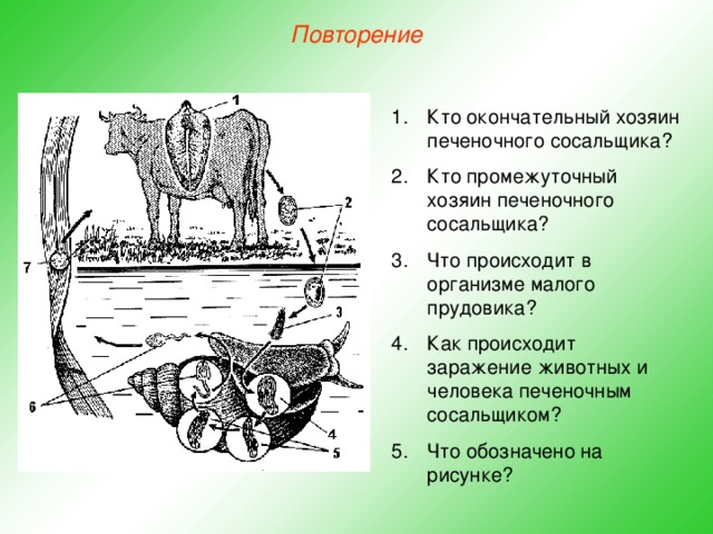 Повторение Кто окончательный хозяин печеночного сосальщика? Кто промежуточный хозяин печеночного сосальщика? Что происходит в организме малого прудовика? Как происходит заражение животных и человека печеночным сосальщиком? Что обозначено на рисунке? 