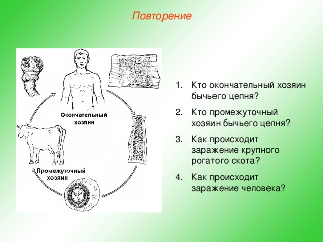 Повторение Кто окончательный хозяин бычьего цепня? Кто промежуточный хозяин бычьего цепня? Как происходит заражение крупного рогатого скота? Как происходит заражение человека? 